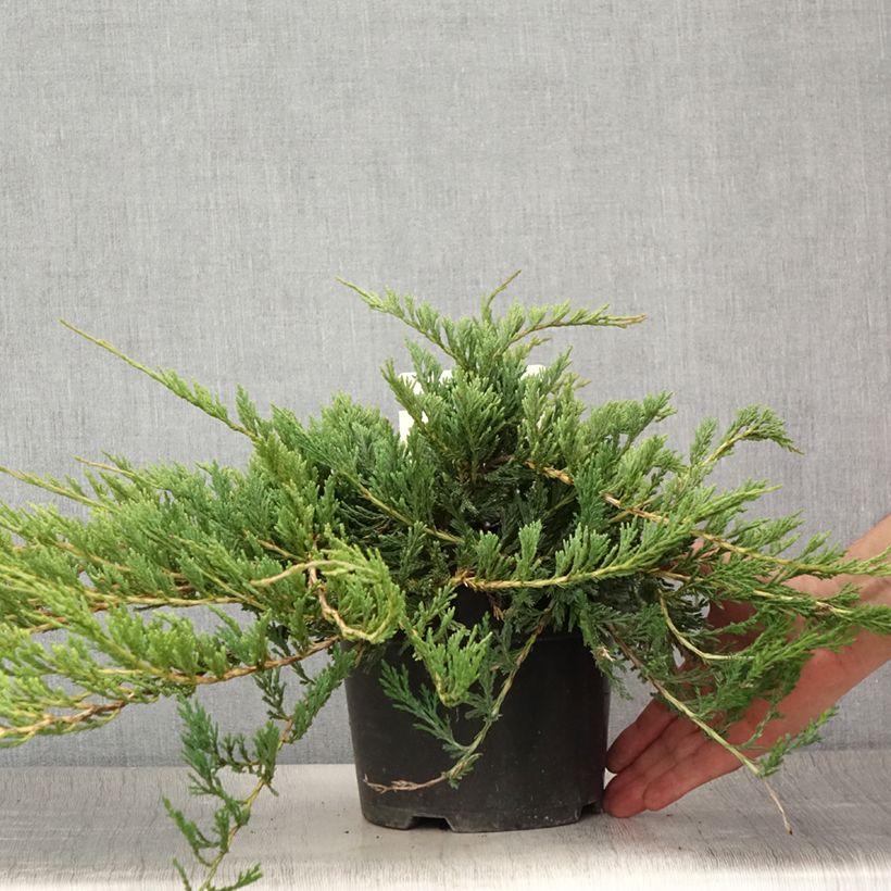 Esemplare di Juniperus horizontalis Jade River - Ginepro strisciante Vaso da 2L/3L consegnato in estate