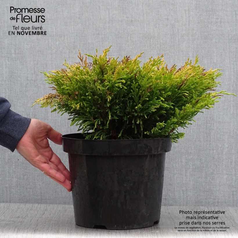 Esemplare di Juniperus horizontalis Limeglow - Ginepro strisciante Vaso da 7,5L/10L come consegnato in autunno
