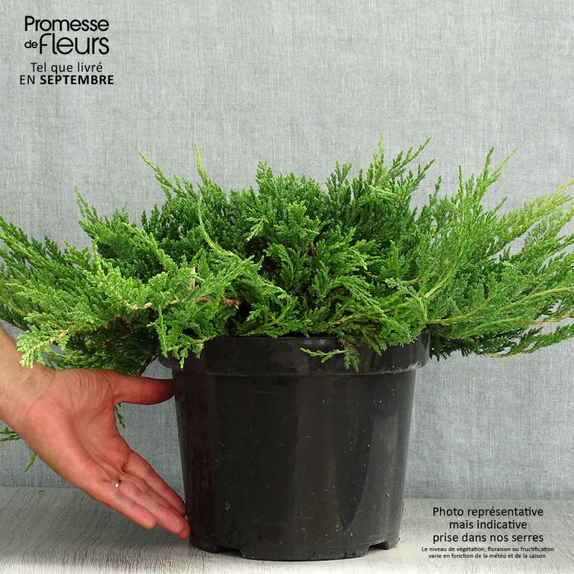 Esemplare di Juniperus horizontalis Prince Of Wales - Ginepro strisciante Vaso da 7,5L/10L consegnato in estate