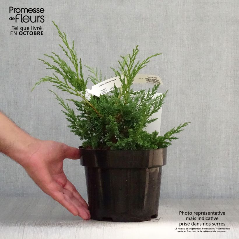 Esemplare di Juniperus chinensis Blaauw - Ginepro cinese Vaso da 2L/3L come consegnato in autunno