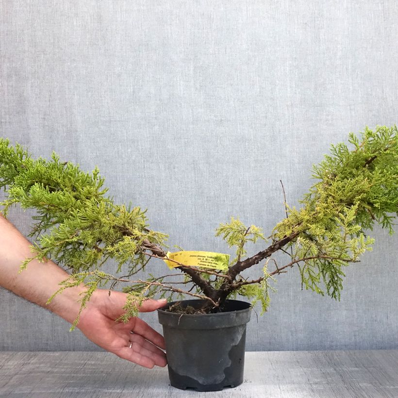 Esemplare di Juniperus pfitzeriana Goldkissen - Ginepro Vaso da 2L/3L consegnato in estate