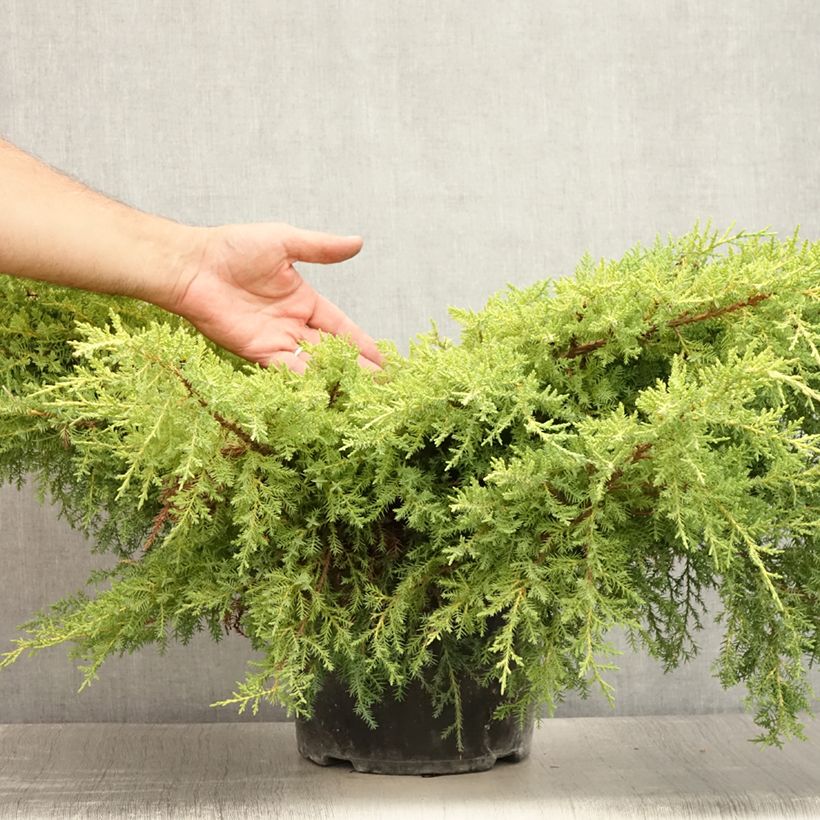 Esemplare di Juniperus pfitzeriana Goldkissen - Ginepro Vaso da 7,5L/10L consegnato in estate