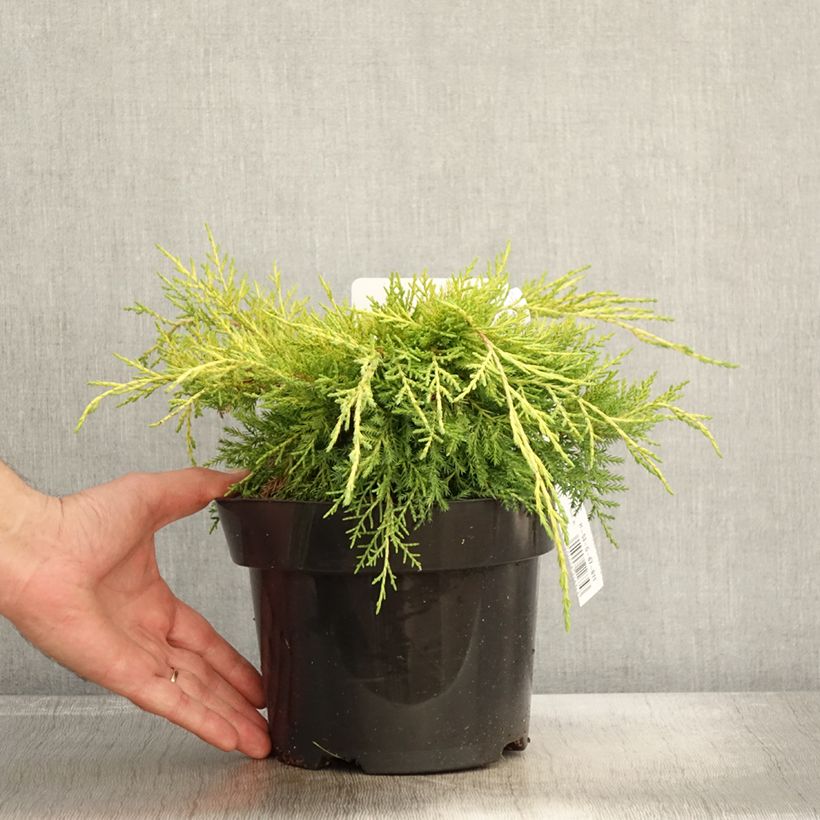 Esemplare di Juniperus pfitzeriana King of Spring - Ginepro Vaso da 2L/3L come consegnato in autunno