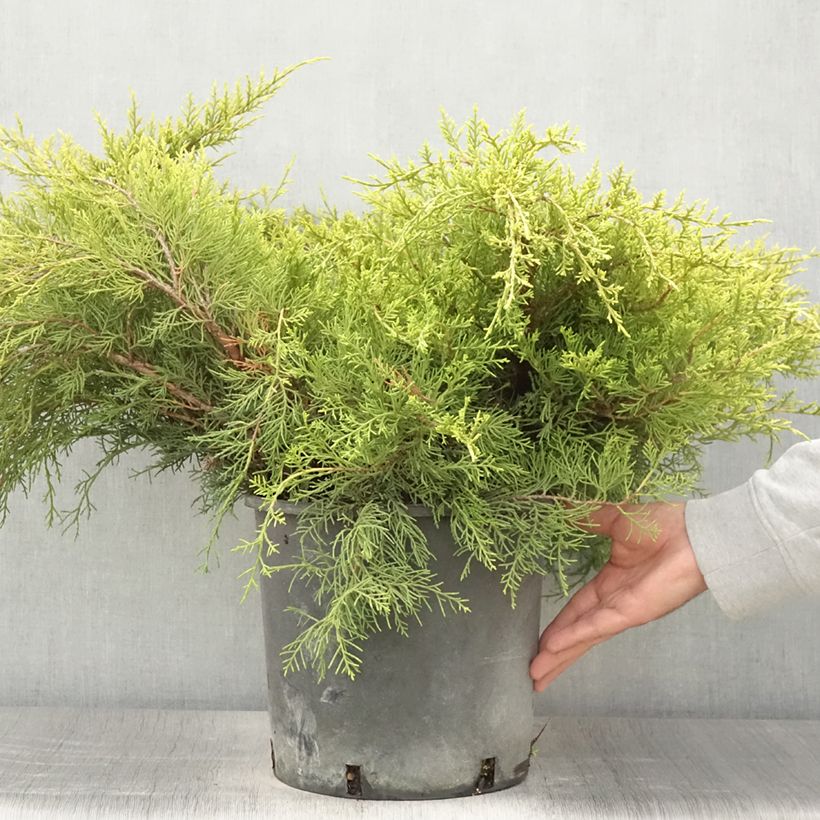 Esemplare di Juniperus pfitzeriana Old Gold - Ginepro Vaso da 7,5L/10L consegnato in estate