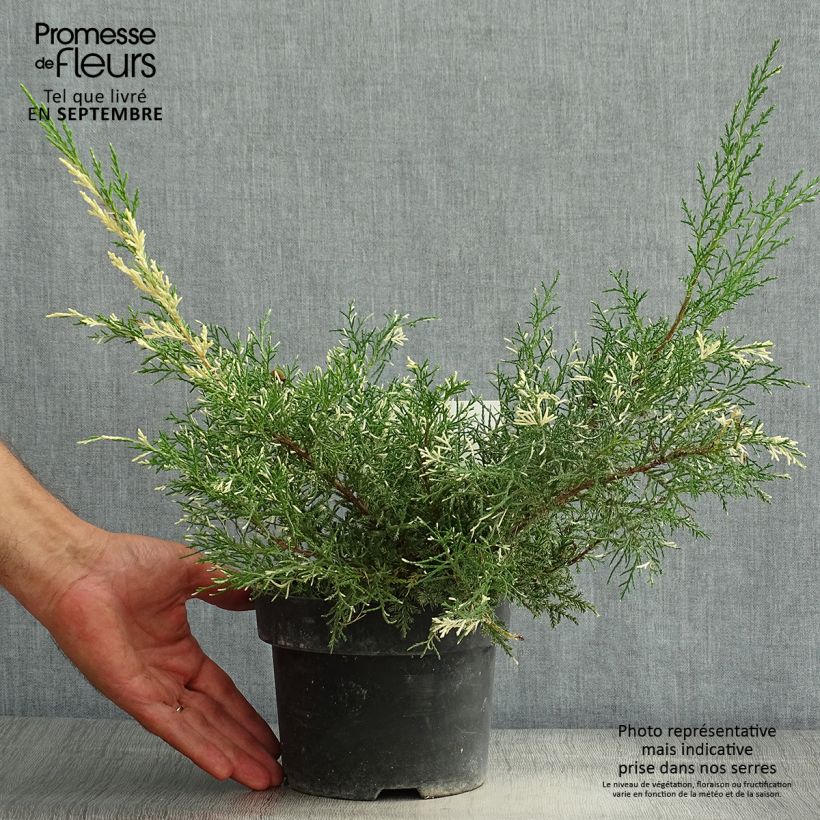 Esemplare di Juniperus pfitzeriana White Splash - Ginepro Vaso da 2L/3L consegnato in estate