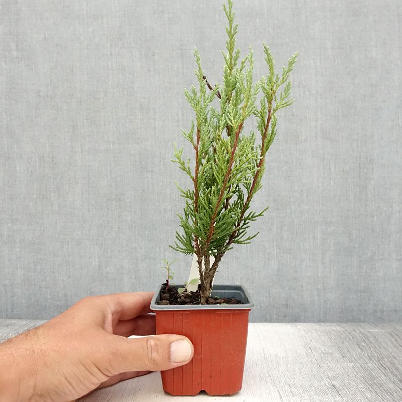 Esemplare di Juniperus scopulorum Moonglow - Ginepro Vasetto da 8/9 cm consegnato in estate