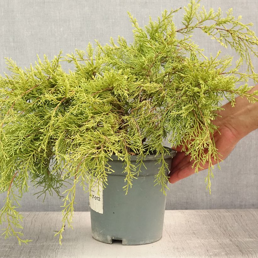 Esemplare di Juniperus pfitzeriana Gold Coast - Ginepro Vaso da 2L/3L consegnato in estate