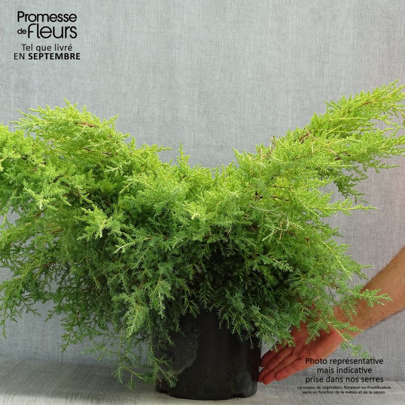 Esemplare di Juniperus pfitzeriana Gold Star - Ginepro Vaso da 7,5L/10L consegnato in estate