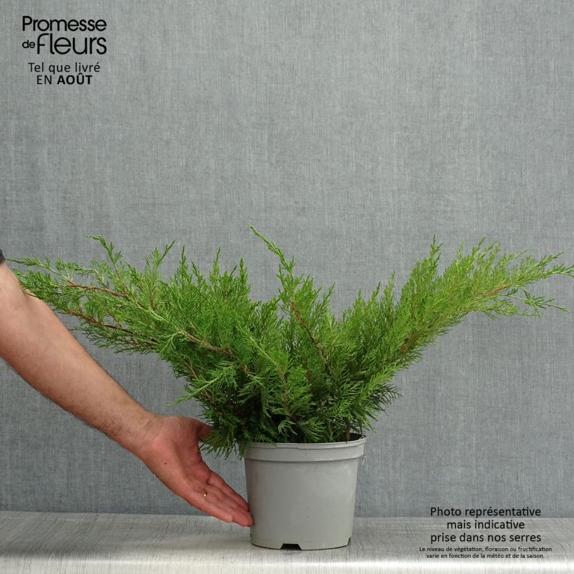 Esemplare di Juniperus media Mint Julep - Ginepro Vaso da 2L/3L consegnato in estate