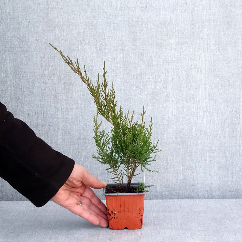 Juniperus media Mint Julep - Ginepro Vasetto da 8/9 cm esemplare consegnato in inverno