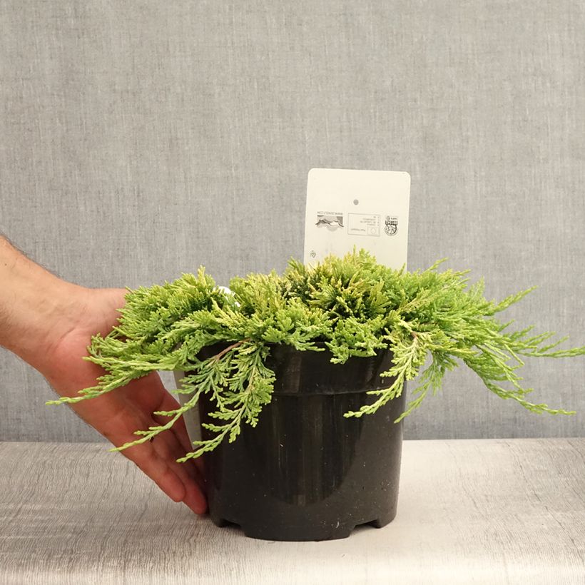 Esemplare di Juniperus horizontalis Golden Carpet - Ginepro strisciante Vaso da 2L/3L consegnato in estate