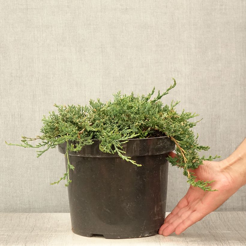 Esemplare di Juniperus horizontalis Wiltonii - Ginepro strisciante Vaso da 7,5L/10L consegnato in estate