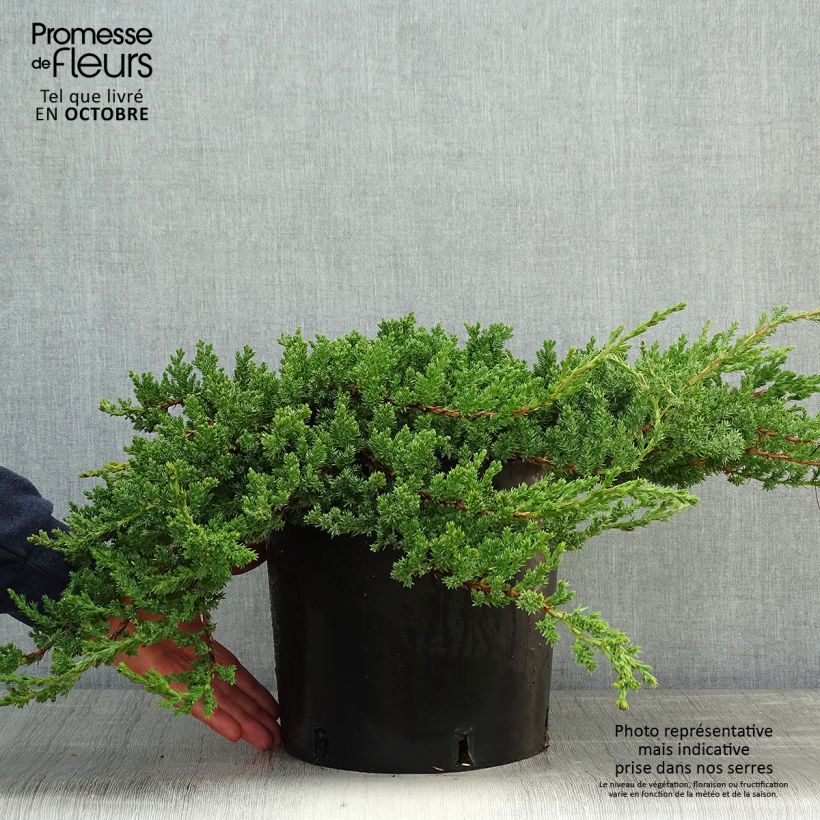 Esemplare di Juniperus procumbens Nana - Ginepro nano Vaso da 7,5L/10L come consegnato in autunno