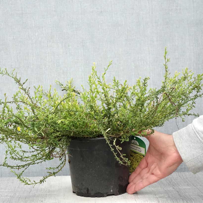 Esemplare di Genista pilosa Vancouver Gold - Ginestra tubercolosa Vaso da 2L/3L consegnato in estate