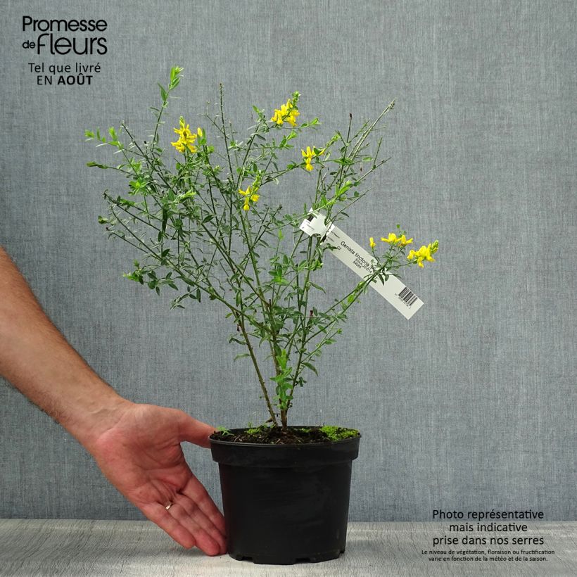 Esemplare di Genista tinctoria Plena - Ginestra minore Vaso da 2L/3L consegnato in estate