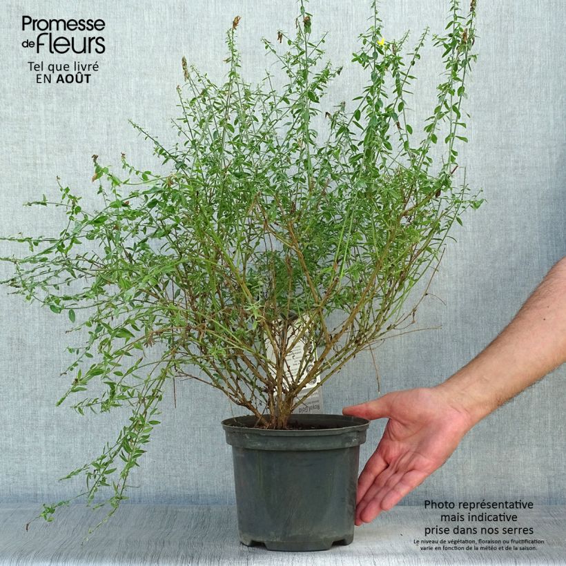 Esemplare di Genista tinctoria Royal Gold - Ginestra minore Vaso da 2L/3L consegnato in estate