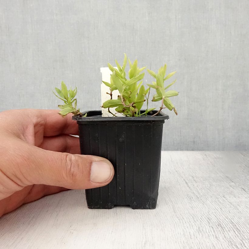 Esemplare di Gentiana makinoi White Magic - Genziana Vasetto da 8/9 cm consegnato in estate