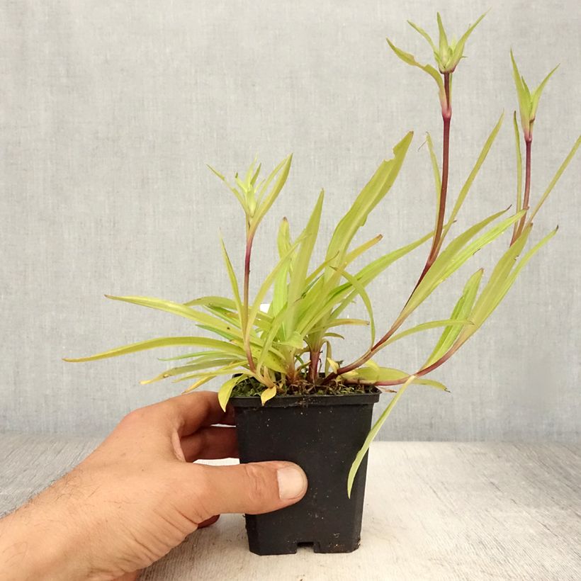 Esemplare di Gentiana dahurica - Genziana Vasetto da 8/9 cm consegnato in estate