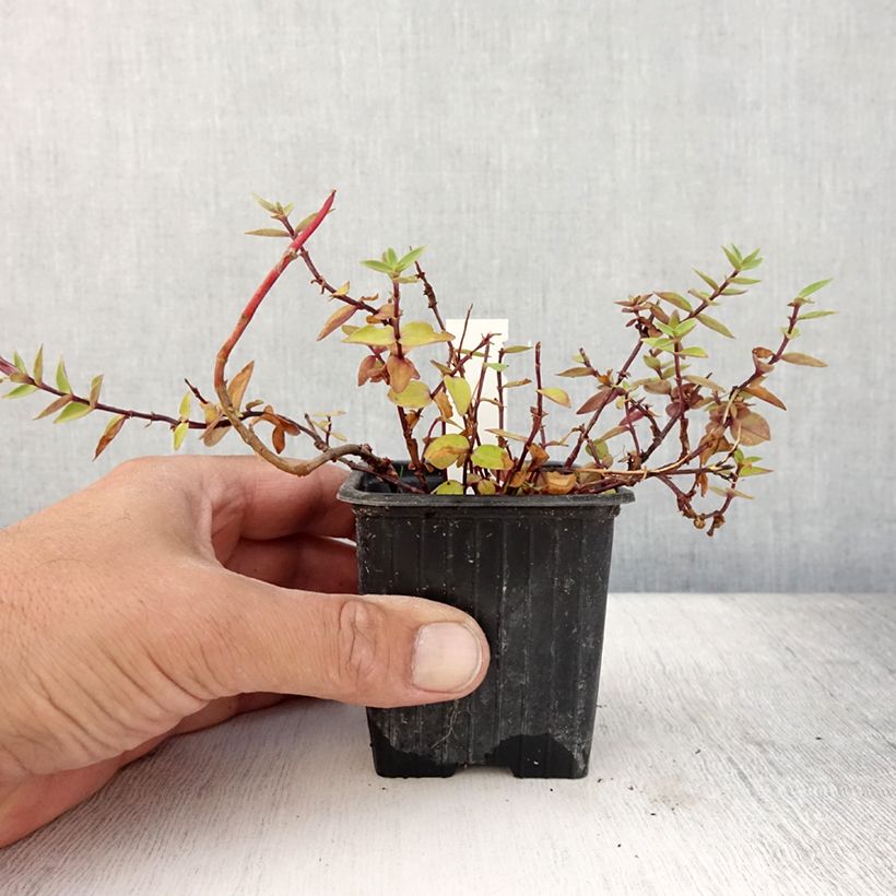 Esemplare di Gentiana scabra Zuki-rindo - Genziana Vasetto da 8/9 cm consegnato in estate
