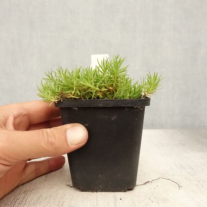 Esemplare di Gentiana sino-ornata - Genziana Vasetto da 8/9 cm consegnato in estate