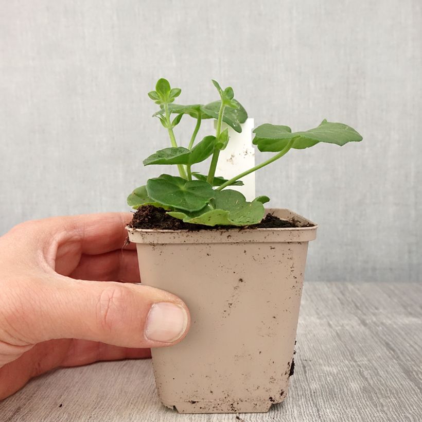 Geranio edera Amelit Vaso da Ø 10 cm/11 cm esemplare consegnato in primavera