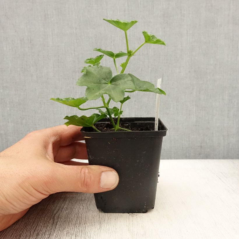 Pelargonium Roi des Balcons rosso Vasetto da 8/9 cm esemplare consegnato in primavera