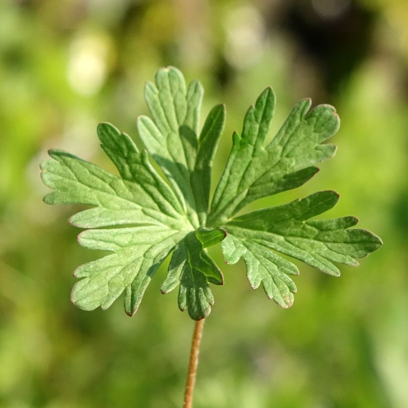 Geranium pratense Else Lacey - Geranio dei prati (Fogliame)