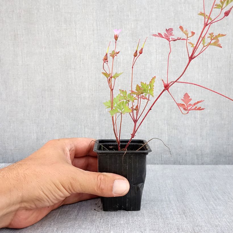 Esemplare di Geranium robertianum - Geranio di San Roberto Vasetto da 8/9 cm consegnato in estate