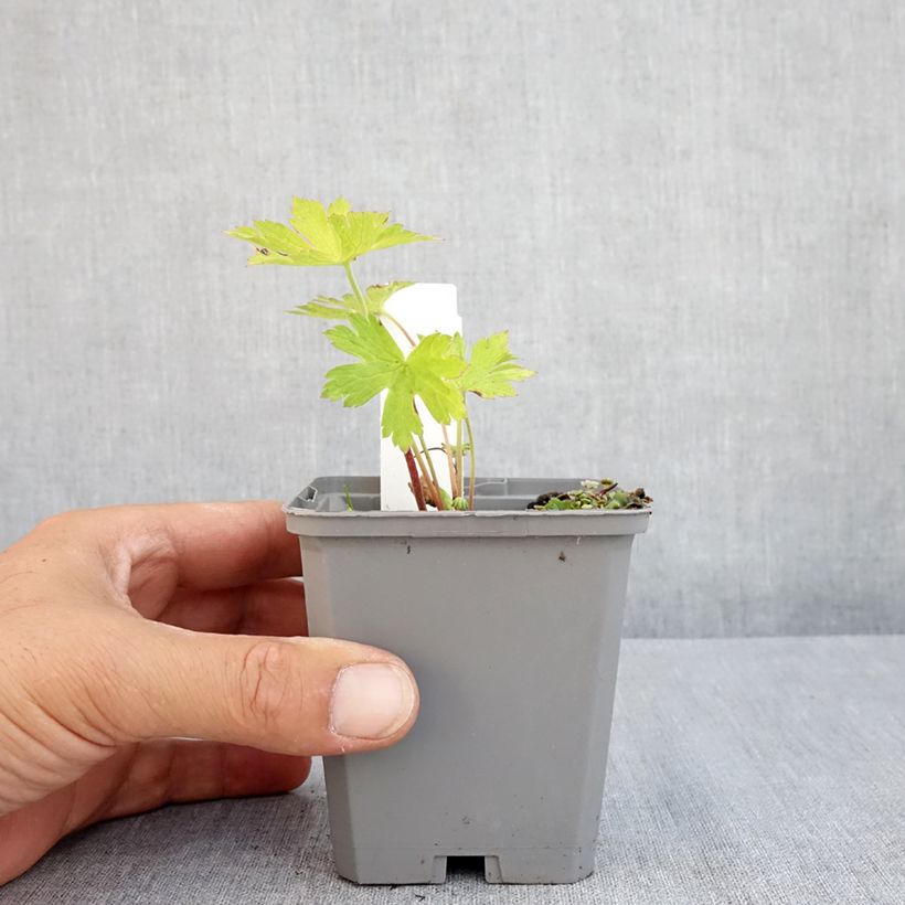 Esemplare di Geranium Ann Folkard Vasetto da 8/9 cm consegnato in estate
