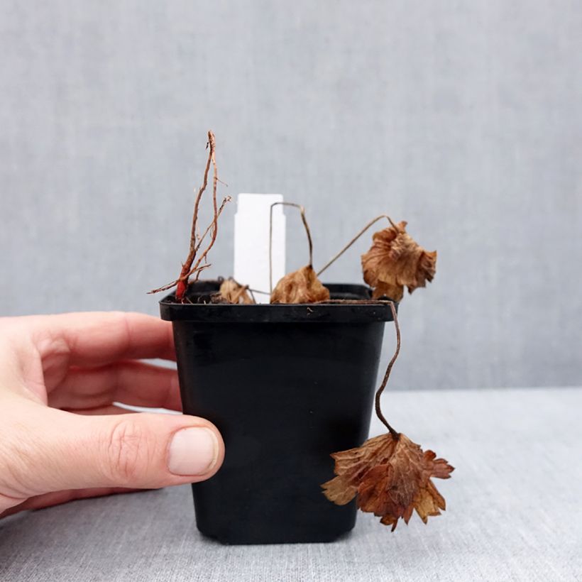 Geranium sanguineum Anne's Family Carol Anne - Geranio sanguigno Vasetto da 8/9 cm esemplare consegnato in inverno