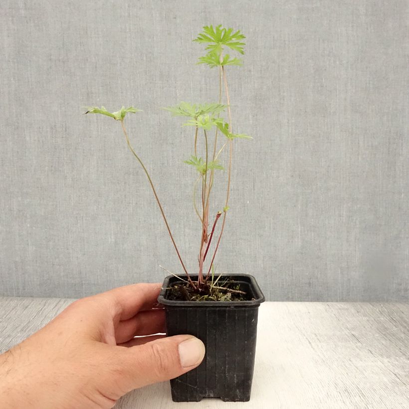 Esemplare di Geranium Blue Cloud Vasetto da 8/9 cm consegnato in estate
