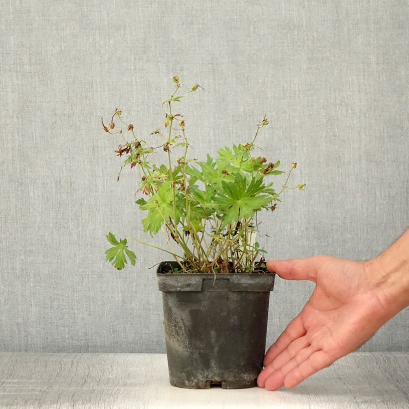 Esemplare di Geranium Blue Sunrise Vaso da 2L/3L consegnato in estate
