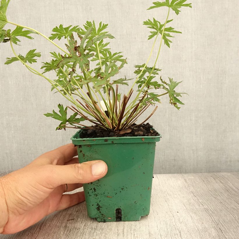 Esemplare di Geranium Brookside Vaso da 1L/1,5L consegnato in estate