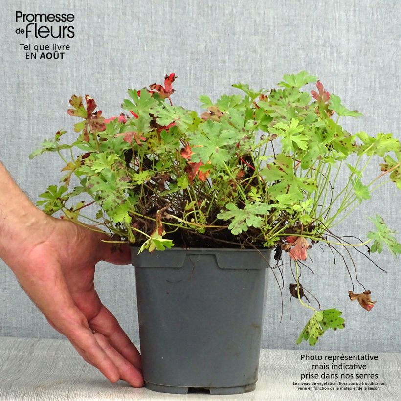 Esemplare di Geranium cantabrigiense Biokovo Vaso da 2L/3L consegnato in estate