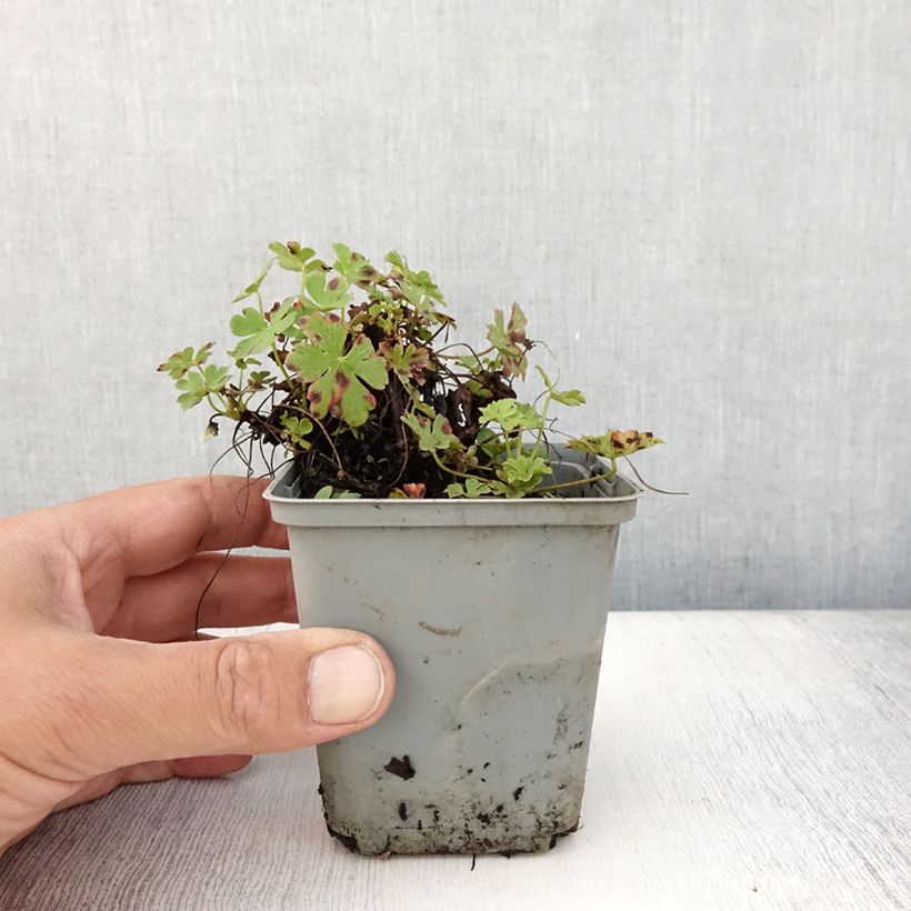 Esemplare di Geranium cantabrigiense Cambridge Vasetto da 8/9 cm consegnato in estate