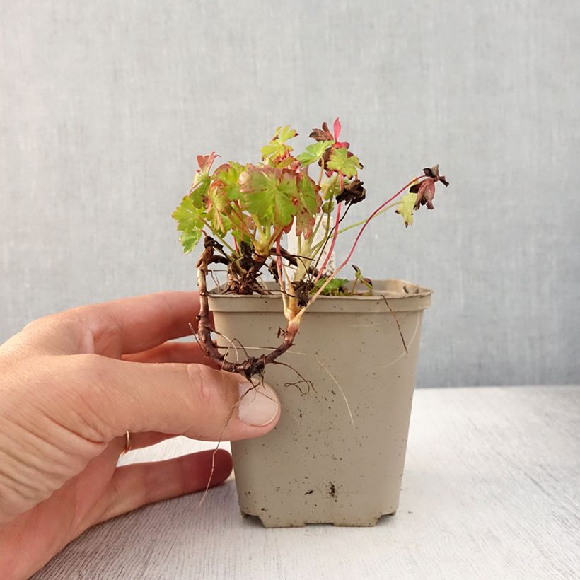 Esemplare di Geranium cantabrigiense Westray Vasetto da 8/9 cm consegnato in estate