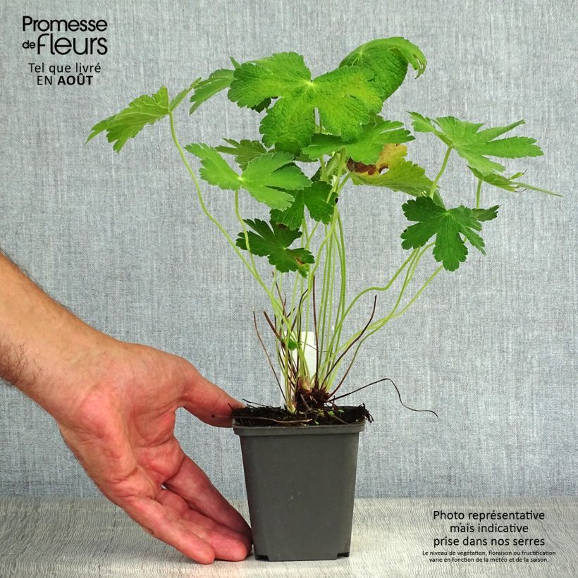 Esemplare di Geranium Chantilly Vasetto da 8/9 cm consegnato in estate