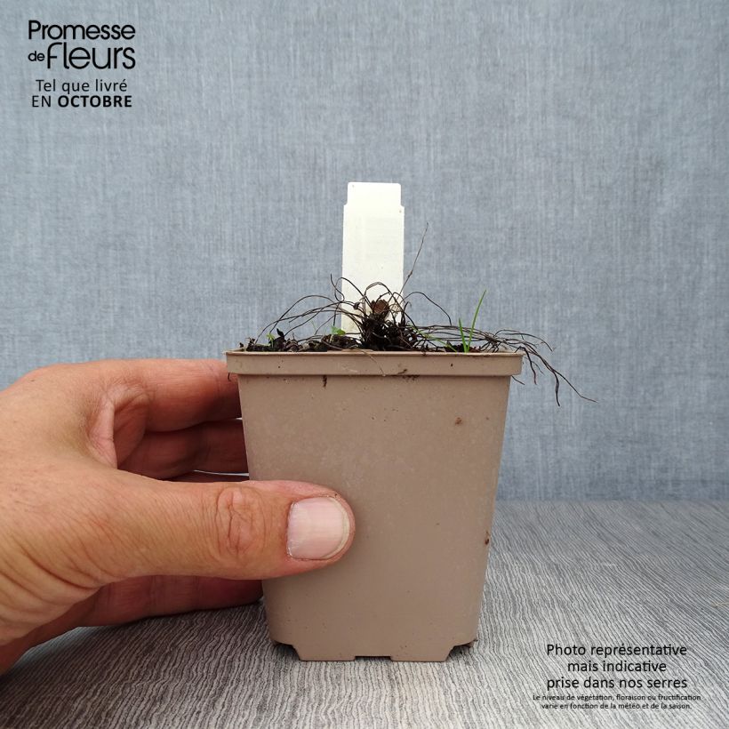 Esemplare di Geranium cinereum Carol Vasetto da 8/9 cm come consegnato in autunno