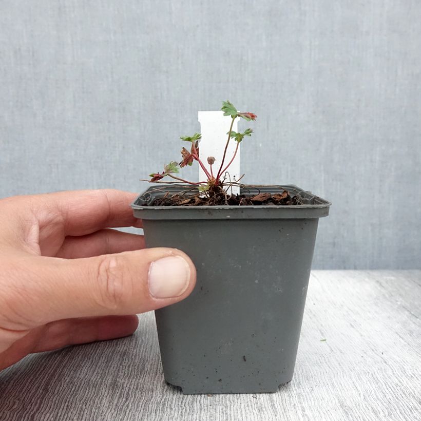 Esemplare di Geranium cinereum Jolly Jewel Hot Pink Vasetto da 8/9 cm consegnato in estate