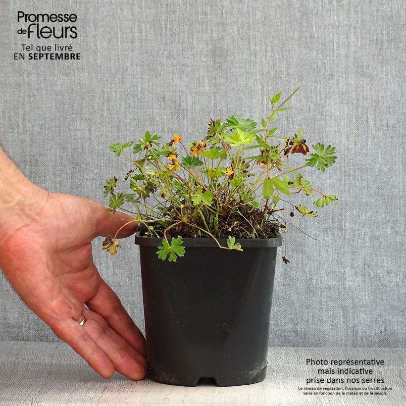 Esemplare di Geranium cinereum Laurence Flatman Vaso da 1,5L/2L consegnato in estate