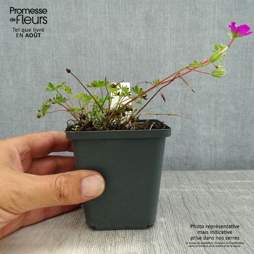 Esemplare di Geranium cinereum v. subcaulescens Vasetto da 8/9 cm consegnato in estate