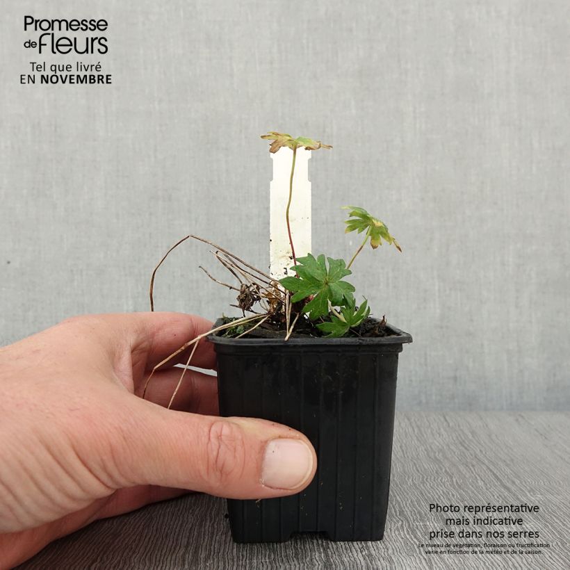 Esemplare di Geranium clarkei Kashmir Purple Vasetto da 8/9 cm come consegnato in autunno