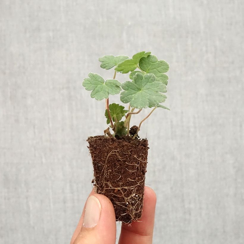 Esemplare di Geranium Coombland White mini zolla... come consegnato in autunno