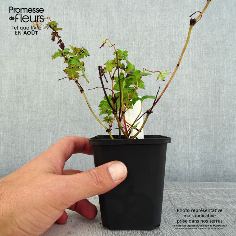Esemplare di Geranium Censation Daily Purple Vasetto da 8/9 cm consegnato in estate