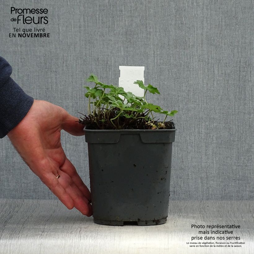 Esemplare di Geranium Dreamland Vaso da 2L/3L come consegnato in autunno