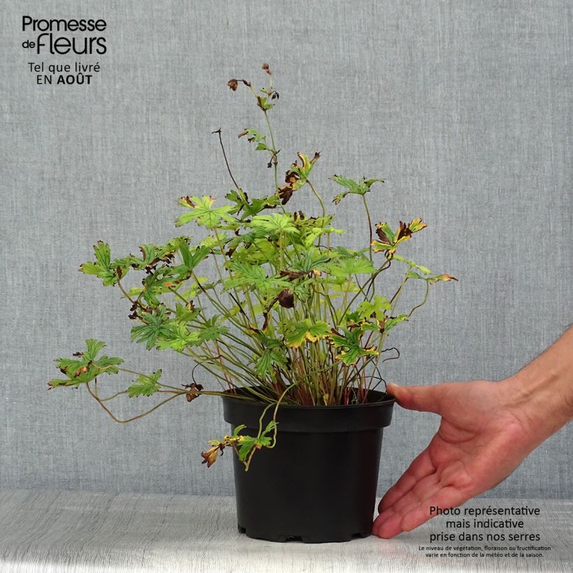 Esemplare di Geranium himalayense Plenum Vaso da 2L/3L consegnato in estate