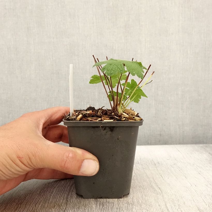 Esemplare di Geranium Karen Wouters Vasetto da 8/9 cm come consegnato in autunno