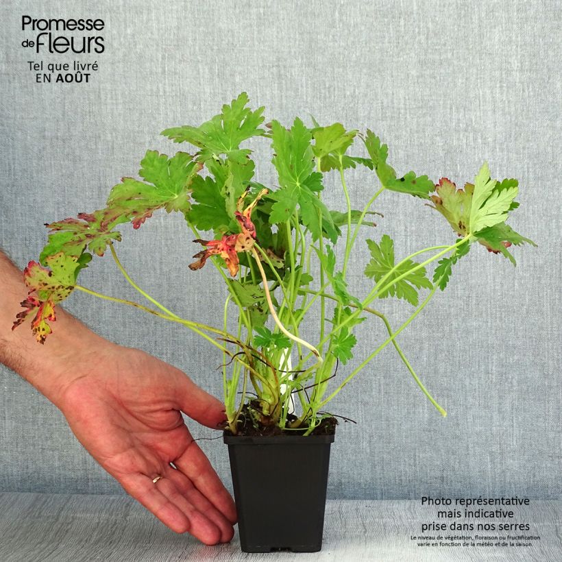 Esemplare di Geranium macrorrhizum Ingwersen's Variety Vasetto da 8/9 cm consegnato in estate
