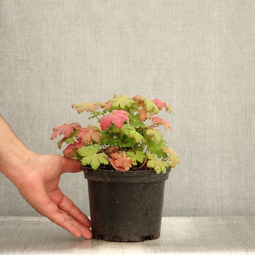 Esemplare di Geranium macrorrhizum Spessart Vaso da 2L/3L consegnato in estate
