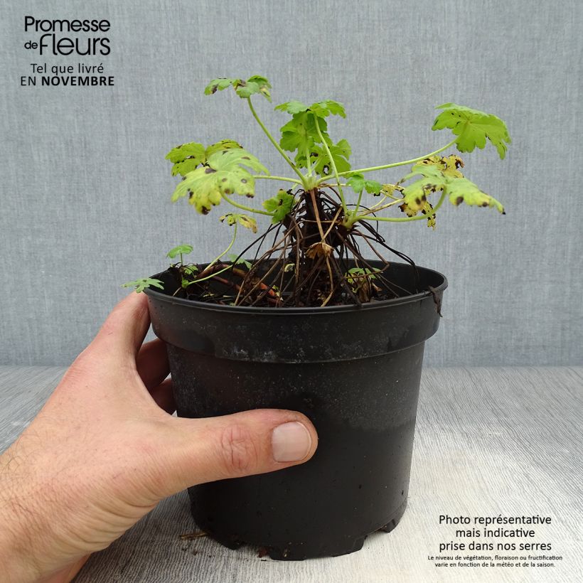 Esemplare di Geranium macrorrhizum White Ness Vaso da 2L/3L come consegnato in autunno
